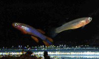 Aphyosemion coeleste, Sky-blue killi: aquarium