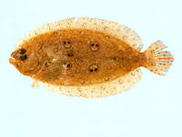 Pseudorhombus diplospilus, Four twin-spot flounder: fisheries