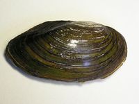Anodonta cygnea - swan mussel