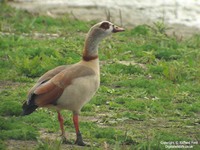 Alopochen aegyptiacus - Egyptian Goose