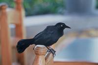 Quiscalus niger - Greater Antillean Grackle