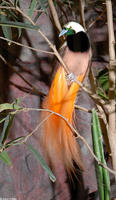 Image of: Paradisaea raggiana (Raggiana bird-of-paradise)