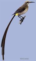 Image of: Promerops cafer (Cape sugarbird)