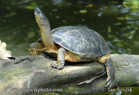 Rhinoclemmys funerea - Black Wood Turtle