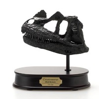 Ceratosaurus Skull - Black
