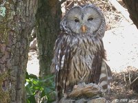 Ural Owl - Strix uralensis