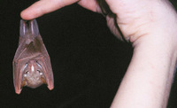 Scotonycteris zenkeri - Zenker's fruit bat