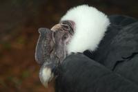 Andean Condor (male)