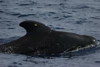 Large sub-adult male pilot whale with satellite tag on dorsal fin (c) R.W. Baird.