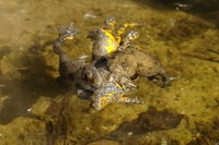 : Bombina variegata; Yellow-bellied Toad