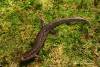 : Desmognathus carolinensis; Carolina Dusky Salamander