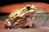 : Hildebrandtia ornata; Ornate Frog