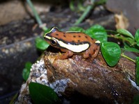 : Hyperolius mitchelli; Mitchell's Reed Frog