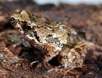 : Phrynobatrachus dispar; Principe Island Puddle Frog