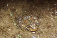 : Rana sierrae; Sierra Nevada Yellow-legged Frog
