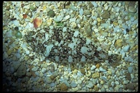 : Citharichthys stigmaeus; Speckled Sanddab