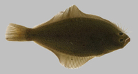 : Psettichthys melanostictus; Sand Sole