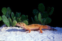 : Eublepharis macularius; Leopard Gecko