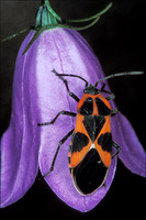 : Lygaeus sp. (?); Milkweed Bug