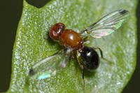 : Mycetaulus sp.