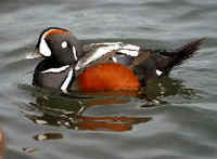 Harlequin Ducks are usually seen in large numbers