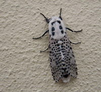 Zeuzera pyrina - Leopard Moth
