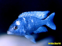 Haplochromis phenochilus, :