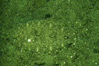 Asterorhombus intermedius, Intermediate flounder: fisheries