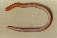 Pythonichthys macrurus, :