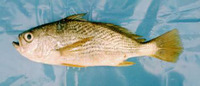 Larimus acclivis, Steeplined drum: fisheries