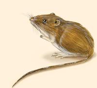 Image of: Liomys salvini (Salvin's spiny pocket mouse)