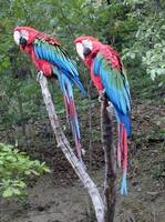 Ara chloroptera - Red-and-green Macaw