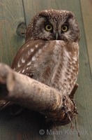 Aegolius funereus - Tengmalm's Owl