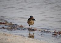 Image of: Quiscalus major (boat-tailed grackle)