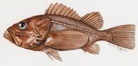 Image of: Setarches guentheri (deepwater scorpionfish)