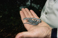 Image of: Elaphe obsoleta (rat snake)