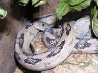 Bogertophis subocularis - Trans-pecos Rat Snake