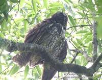 Stygian Owl - Asio stygius