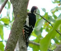 Himalayan Woodpecker - Dendrocopos himalayensis