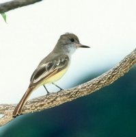 Brown-crested Flycatcher - Myiarchus tyrannulus