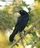 Greater Antillean Grackle - Quiscalus niger