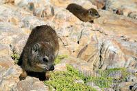 ... or dassie - the smallest living relative of elephant stock photo