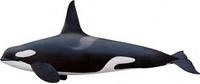 범고래 ( Orcinus orca)