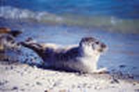 Harbour Seal / 				Seehund