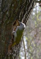 Grey-headed Woodpecker/Pilkoji meleta (Picus canus) ♀