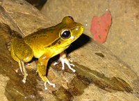 : Litoria lesueurii; Lesueur's Frog