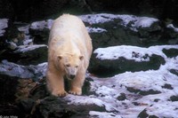 : Ursus maritimus; Polar Bear
