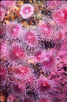 : Corynactis californica; Corynactis Anemone