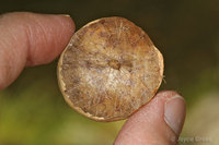 : Trichoteras vaccinifoliae; Oak Apple Wasp