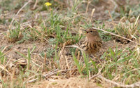 Red throated Pipit